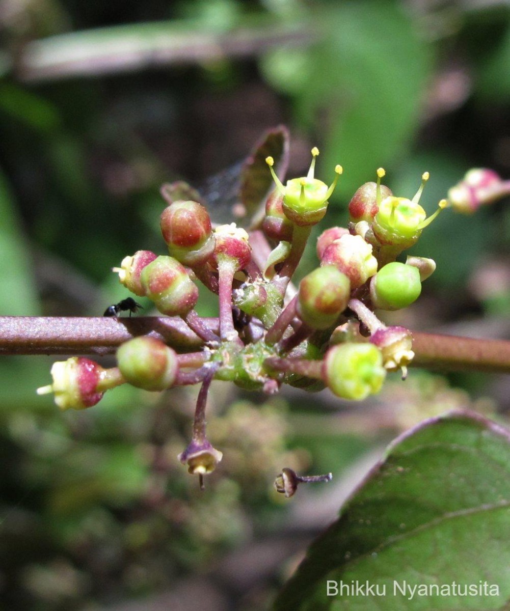 Cissus lonchiphylla Thwaites